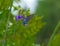 Mangrove Skipper Enjoying the Nectar of the Purple Porterweed Flower, Seminole, Florida #3