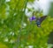Mangrove Skipper Enjoying the Nectar of the Purple Porterweed Flower, Seminole, Florida #4