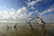 Mangrove snags in Everglades National Park, Florida.