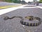 Mangrove snake