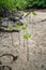 Mangrove sprouts growing in marshland of Surin island national park, Thailand