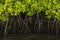 Mangrove, stems and green leaves