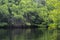 Mangrove, stems and green leaves