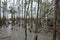 Mangrove in Sundarban National Park