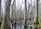 Mangrove Swamp at the Mississippi River, Mississippi