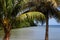 Mangrove swamp in Sainte Rose in Guadeloupe