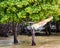 Mangrove tour sign in tree