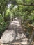 Mangrove trail bamboo Bridge