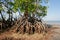 Mangrove tree