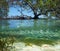 Mangrove tree above and shoal of fish under water