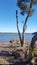 Mangrove Tree on the Banks of the Hunter River