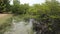 Mangrove tree in beach, green scenery