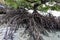 Mangrove tree big roots in saltwater ocean shore