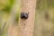 Mangrove Tree Crab Aratus pisonii line the trees