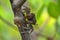 Mangrove Tree Crab standing on a tree branch