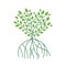 Mangrove tree design vector flat isolated illustration