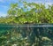 Mangrove tree foliage with roots underwater sea