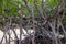 Mangrove tree forest closeup. Mangrove tree roots natural pattern. Coastal land ecosystem. Tropical jungle