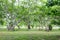 Mangrove tree in forest verdant