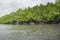 Mangrove tree at Havelock island, Andaman and Nicobar, India