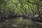 Mangrove tree at Havelock island, Andaman and Nicobar, India