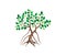 Mangrove tree logo, vector image