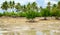 Mangrove tree during low tide. Tropical seashore with palm trees and mangrove.