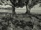 Mangrove tree monochrome