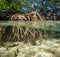 Mangrove tree over and under the water surface