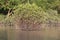 Mangrove tree photo, Mangrove tree under water