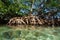 Mangrove tree Rhizophora mangle in the water
