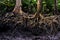 Mangrove tree roots in jungle