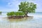 Mangrove tree. Siquijor island, Philippines