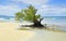 Mangrove tree. Siquijor island, Philippines