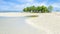 Mangrove tree. Siquijor island, Philippines