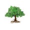 Mangrove tree vector illustration isolated. old tree vector..