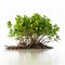 Mangrove Tree In Water: Sustainable Design With Youthful Energy