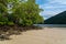 Mangrove treees in Mai Ngam beach, Surin island national park, Phang Nga, Thailand