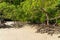 Mangrove treees in Mai Ngam beach, Surin island national park, Phang Nga, Thailand