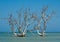 Mangrove Trees