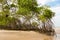 Mangrove Trees