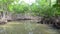 Mangrove trees along the river. The roots of mangrove trees in the mangrove forest in the tropical forest