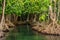 Mangrove trees along the turquoise green wate