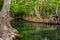 Mangrove trees along the turquoise green water