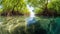 Mangrove trees along the turquoise green water in the stream. mangrove forest