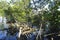 Mangrove trees on the beach, morning sun shine, water