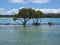 Mangrove trees on the Bellinger River,