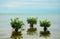 Mangrove Trees on Caribbean