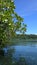 Mangrove trees and forest of indonesia sunny day