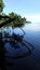 Mangrove trees and forest of indonesia sunny day